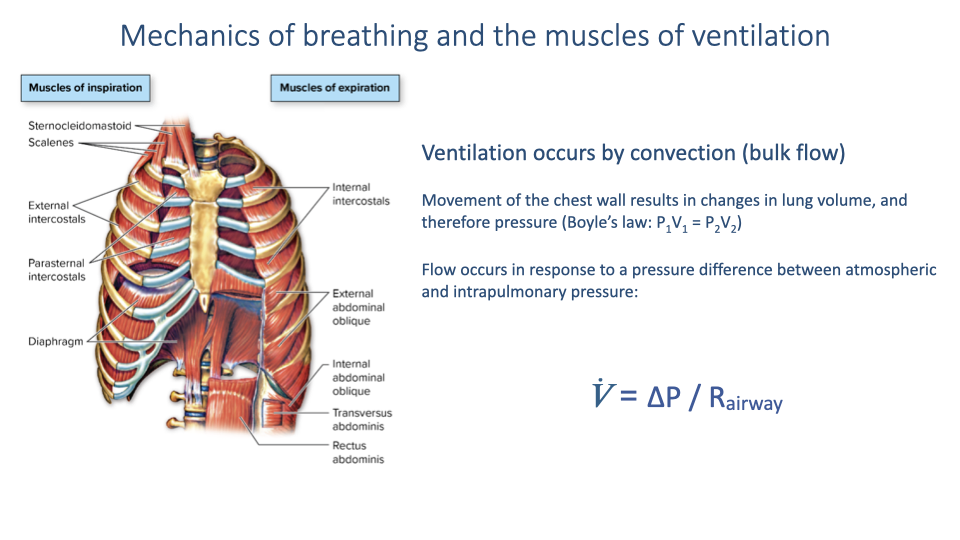 Slide titled "Mechanics of breathing and the muscles of ventilation" showing the same thoracic diagrams for inspiration and expiration. Text explains that ventilation occurs by convection (bulk flow), that movement of the chest wall results in changes in lung volume and therefore pressure (Boyle's Law: V₁ = V₂), and that flow occurs in response to the pressure difference between atmospheric and intrapulmonary pressure. The airflow equation is shown: V̇ = ΔP / R_airway.