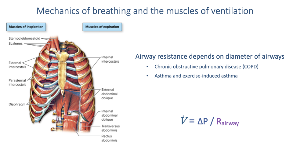 Slide titled "Mechanics of breathing and the muscles of ventilation" with the same thoracic diagrams. Text states that airway resistance depends on diameter of airways, listing two clinical examples: Chronic Obstructive Pulmonary Disease (COPD) and asthma and exercise-induced asthma. The airflow equation is repeated: V̇ = ΔP / R_airway.