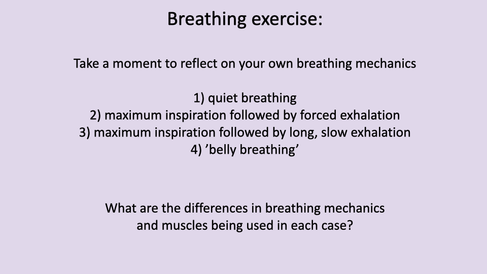Slide with lavender background titled "Breathing exercise:" listing four exercises to reflect on breathing mechanics: (1) Quiet breathing, (2) Maximum inspiration followed by forced exhalation, (3) Maximum inspiration followed by long, slow exhalation, (4) "Belly breathing." The question asks: "What are the differences in breathing mechanics and muscles being used in each case?"