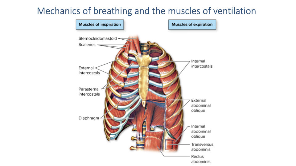 Repeat of the muscles of ventilation slide (same as Slide 12) showing the thoracic skeleton with inspiration muscles on the left (sternocleidomastoid, scalenes, external intercostals, parasternal intercostals, diaphragm) and expiration muscles on the right (internal intercostals, external oblique, internal oblique, transversus abdominis, rectus abdominis).