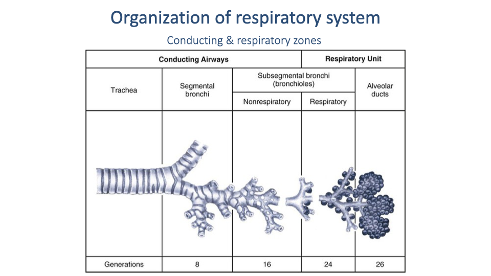 Slide titled "Organization of respiratory system — Conducting & respiratory zones" showing a diagram of the bronchial tree branching from the trachea through bronchi and bronchioles. The left side is labeled "Conducting Airways" (trachea, segmental bronchi, small bronchi, bronchioles, terminal bronchioles — generations 0–16). The right side is labeled "Respiratory Unit" (respiratory bronchioles, alveolar ducts, alveolar sacs — generations 17–23). A transition zone labeled "Subsegmental bronchi" is in between.