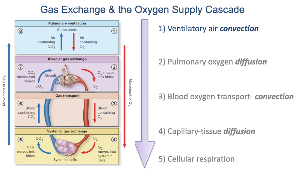 Repeat of the "Gas Exchange and the Oxygen Supply Cascade" diagram showing the five steps: (1) Ventilatory air convection (highlighted), (2) Pulmonary oxygen diffusion, (3) Blood oxygen transport — convection, (4) Capillary-tissue diffusion, (5) Cellular respiration.
