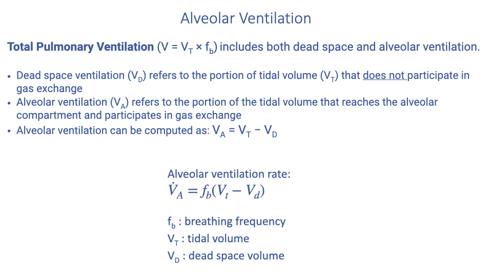 Slide titled "Alveolar Ventilation" explaining total pulmonary ventilation. Text defines: Dead space ventilation (V_D) as the portion of tidal volume that does not participate in gas exchange. Alveolar ventilation (V_A) as the portion that reaches the alveolar compartment. Alveolar ventilation can be computed as V_A = V_T − V_D. The alveolar ventilation rate equation is shown: V̇_A = f_b(V_T − V_D), where f_b is breathing frequency, V_T is tidal volume, and V_D is dead space volume.