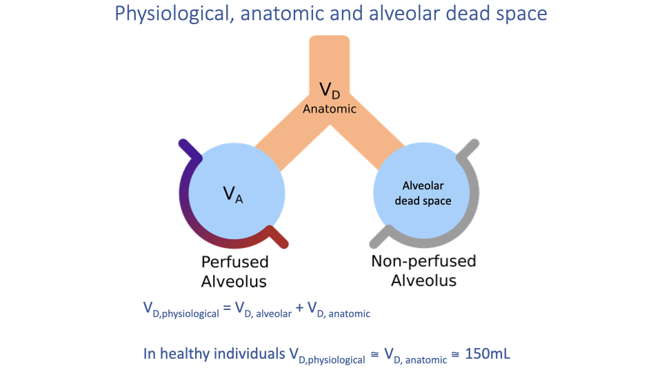 Slide titled "Physiological, anatomic and alveolar dead space" showing a schematic of a branching airway leading to two alveoli. On the left, a perfused alveolus (V_A) is shown in blue with blood vessels. On the right, a non-perfused alveolus represents alveolar dead space (gray with no blood supply). The conducting airway above is labeled V_D Anatomic. Equations below: V_D,physiological = V_D,alveolar + V_D,anatomic. In healthy individuals, V_D,physiological ≈ V_D,anatomic ≈ 150 mL.