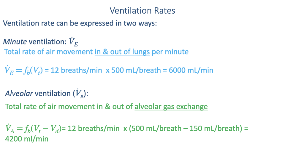 Slide titled "Ventilation Rates" explaining two ways to express ventilation rate. Minute ventilation (V̇_E): total rate of air movement in and out of lungs per minute. V̇_E = f_b(V_T) = 12 breaths/min × 500 mL/breath = 6000 mL/min. Alveolar ventilation (V̇_A): total rate of air movement in and out of alveolar gas exchange surfaces. V̇_A = f_b(V_T − V_D) = 12 breaths/min × (500 mL/breath − 150 mL/breath) = 4200 mL/min.