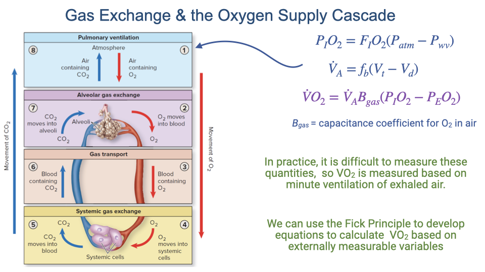 Slide titled "Gas Exchange and the Oxygen Supply Cascade" showing the cascade diagram with equations for the first step. P_IO₂ = F_IO₂(P_atm − P_wv) determines the partial pressure of inspired oxygen. V̇_A = f_b(V_T − V_D) determines the alveolar ventilation rate. The oxygen delivery equation is shown: V̇O₂ = V̇_A × β_gO₂ × (P_IO₂ − P_EO₂), where β_gO₂ is the capacitance coefficient for O₂ in air. A note states that in practice, it is difficult to measure these quantities, so V̇O₂ is measured based on minute ventilation of exhaled air. The Fick Principle is mentioned as the approach for calculating V̇O₂ based on externally measurable variables.