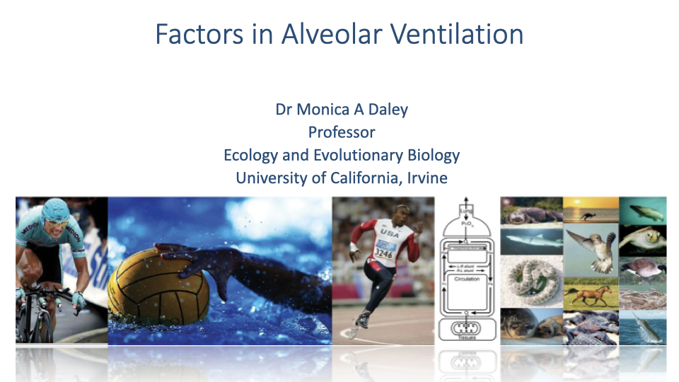 Title slide for "Factors in Alveolar Ventilation" by Dr. Monica A. Daley, Professor, Ecology and Evolutionary Biology, University of California, Irvine. Background collage shows diverse animals and humans exercising: a sea turtle, swimmers, a cyclist, a parrot, a fish, a horse, and runners.