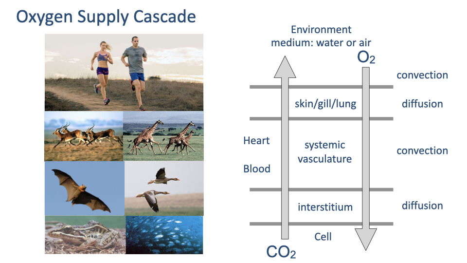 Slide titled "Oxygen Supply Cascade" showing a vertical flow diagram of alternating convection and diffusion steps from environment to cell. Photos of diverse exercising animals and humans border the left side. The pathway traces: Environment (water or air) to O2 convection through skin/gill/lung, diffusion to heart/blood, systemic vasculature convection, interstitium diffusion, and finally to the cell, with CO2 flowing in the reverse direction.