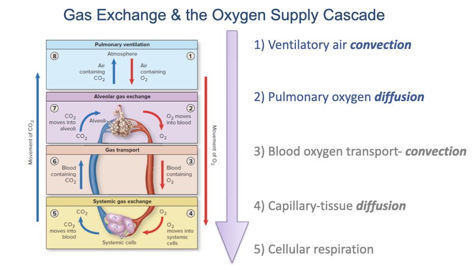 Slide titled "Gas Exchange & the Oxygen Supply Cascade" showing the five-step cascade diagram with labels: (1) Ventilatory air convection (highlighted), (2) Pulmonary oxygen diffusion, (3) Blood oxygen transport -- convection, (4) Capillary-tissue diffusion, (5) Cellular respiration. An anatomical illustration traces the oxygen pathway from lungs through the heart and blood to cells.