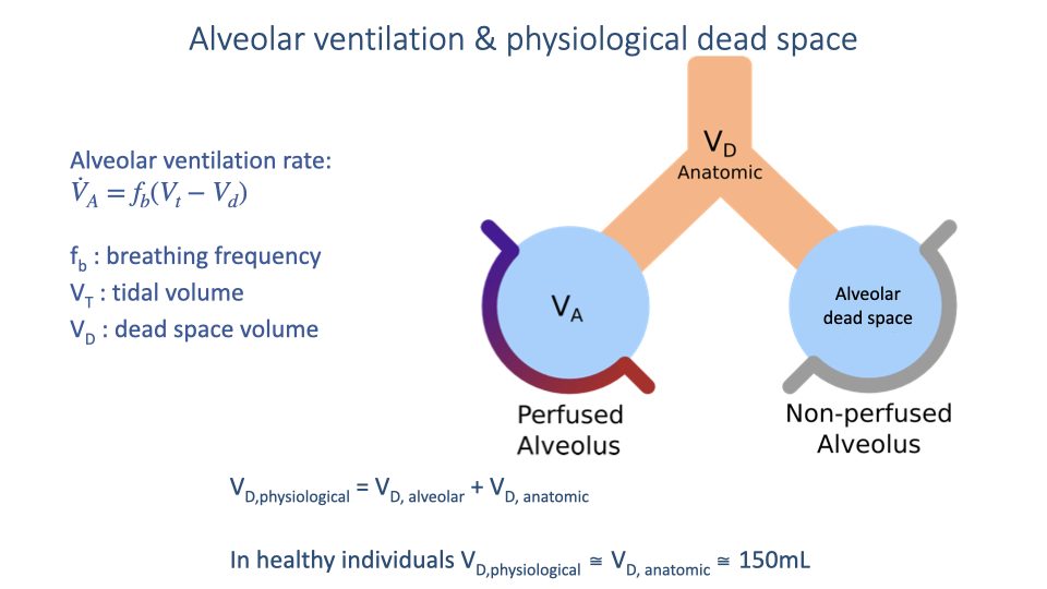 Diagram titled "Alveolar ventilation & physiological dead space" showing the alveolar ventilation rate equation V-dot-A equals f_b times (V_T minus V_D). A branching airway schematic shows anatomic dead space (V_D) at the top, a perfused alveolus (V_A) on the left, and a non-perfused alveolus representing alveolar dead space on the right. Below: V_D physiological equals V_D alveolar plus V_D anatomic, and in healthy individuals V_D physiological approximates V_D anatomic at approximately 150 mL.