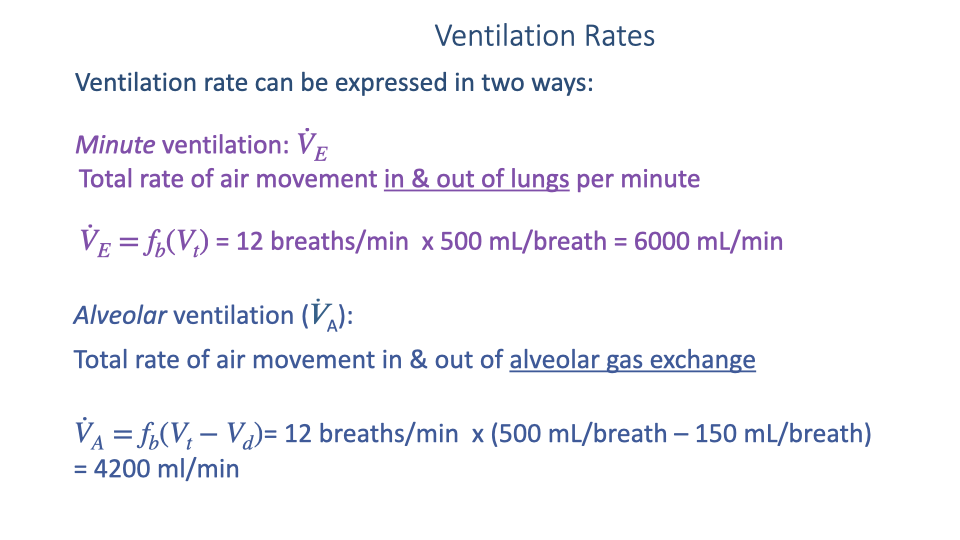 Text slide titled "Ventilation Rates" explaining two expressions for ventilation rate. Minute ventilation V-dot-E equals f_b times V_T, which equals 12 breaths/min times 500 mL/breath to give 6000 mL/min. Alveolar ventilation V-dot-A equals f_b times (V_T minus V_D), which equals 12 breaths/min times (500 mL/breath minus 150 mL/breath) to give 4200 mL/min.