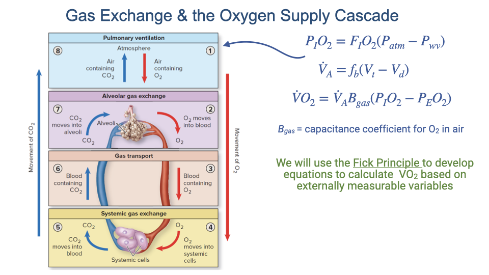 Slide titled "Gas Exchange & the Oxygen Supply Cascade" showing the five-step cascade diagram with equations for Step 1 (ventilatory air convection). Equations shown: P_IO2 equals F_IO2 times (P_atm minus P_wv); V-dot-A equals f_b times (V_T minus V_D); V-dot-O2 equals V-dot-A times beta_gO2 times (P_IO2 minus P_EO2). A note identifies beta_gO2 as the capacitance coefficient for O2 in air, and states that the Fick Principle will be used to develop equations to calculate V-dot-O2 based on externally measurable variables.