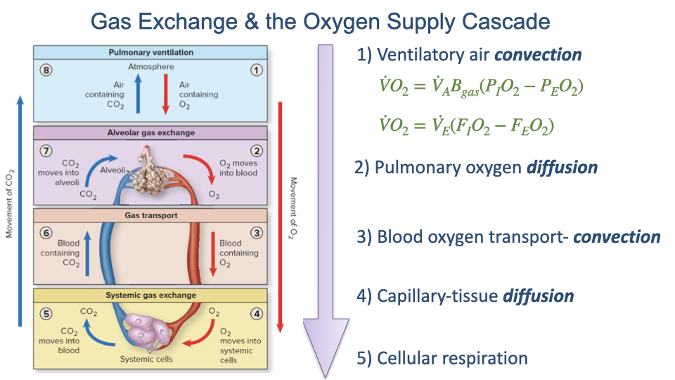 Slide titled "Gas Exchange & the Oxygen Supply Cascade" showing the five-step cascade diagram with equations added for Step 1. The equations shown are: V-dot-O2 equals V-dot-E times beta_gO2 times (P_IO2 minus P_EO2); V-dot-O2 equals V-dot-E times (F_IO2 minus F_EO2). Steps 2 through 5 of the cascade are listed below.