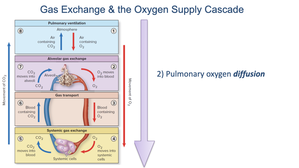 Slide titled "Gas Exchange & the Oxygen Supply Cascade" with Step 2, "Pulmonary oxygen diffusion," highlighted. The cascade diagram shows the five steps, with a large downward arrow emphasizing the transition from ventilatory convection to pulmonary diffusion.