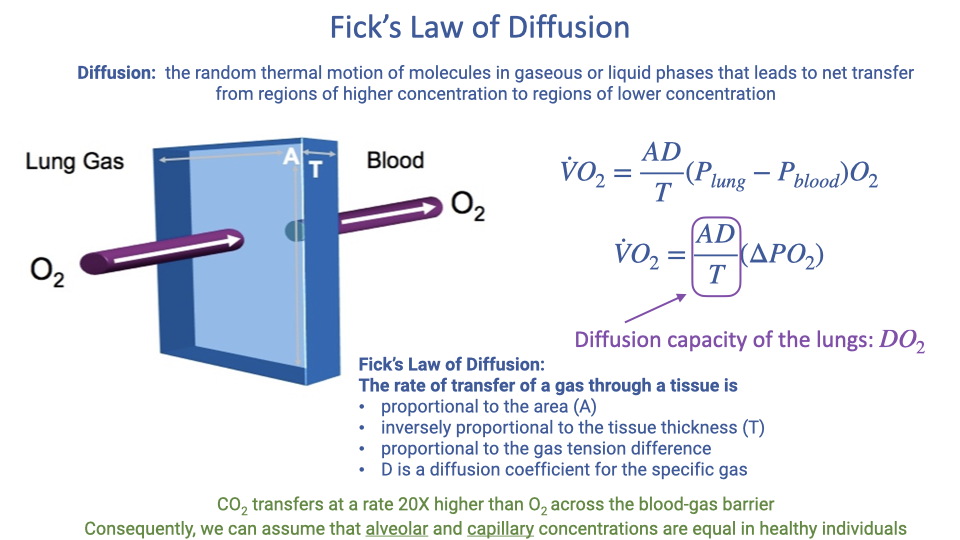 Slide titled "Fick's Law of Diffusion" with the definition: diffusion is the random thermal motion of molecules in gaseous or liquid phases that leads to net transfer from regions of higher concentration to regions of lower concentration. A schematic shows O2 crossing a barrier of area A and thickness T between lung gas (P_AO2) and blood (P_aO2). The equation shown is V-dot-O2 equals (A times D times delta-P_O2) divided by T. Below: the rate of transfer of a gas through a tissue is proportional to the area (A), proportional to the gas tension difference (delta-P), inversely proportional to the thickness (T), and D is a diffusion coefficient specific to the gas species. O2 transfers at a rate approximately 20 times slower than CO2 across the blood-gas barrier.