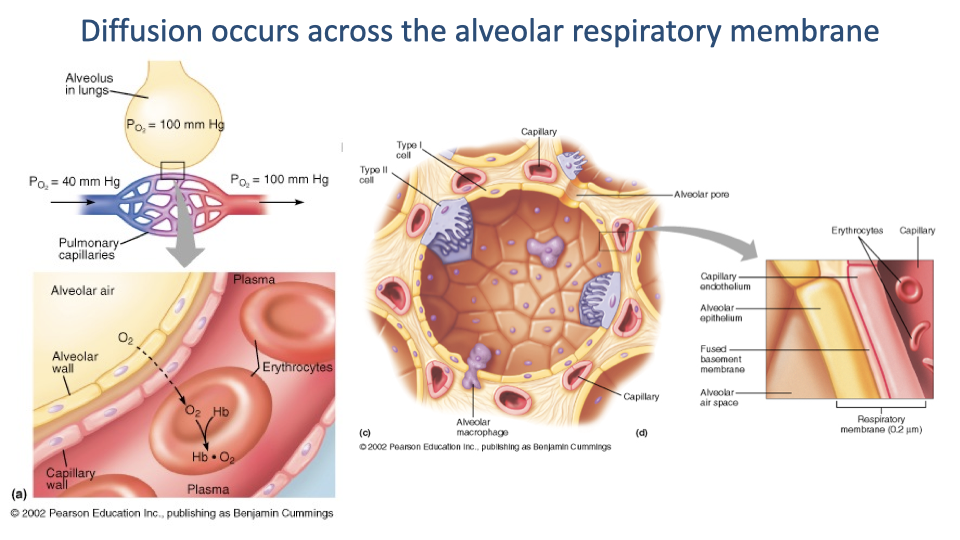 Anatomical illustration titled "Diffusion occurs across the alveolar respiratory membrane." The image shows a detailed cross-section of the alveolar wall at multiple magnification levels. At the top, a pulmonary capillary is shown wrapped around an alveolus with partial pressures labeled: P_O2 of 104 mmHg in the alveolus and 40 mmHg in the deoxygenated blood, and P_CO2 of 40 mmHg in the alveolus and 45 mmHg in the blood. The bottom inset shows the layered structure of the respiratory membrane: alveolar epithelium, basement membranes, and capillary endothelium, with a total thickness of approximately 0.5 micrometers. Reference: Pearson Education Inc.