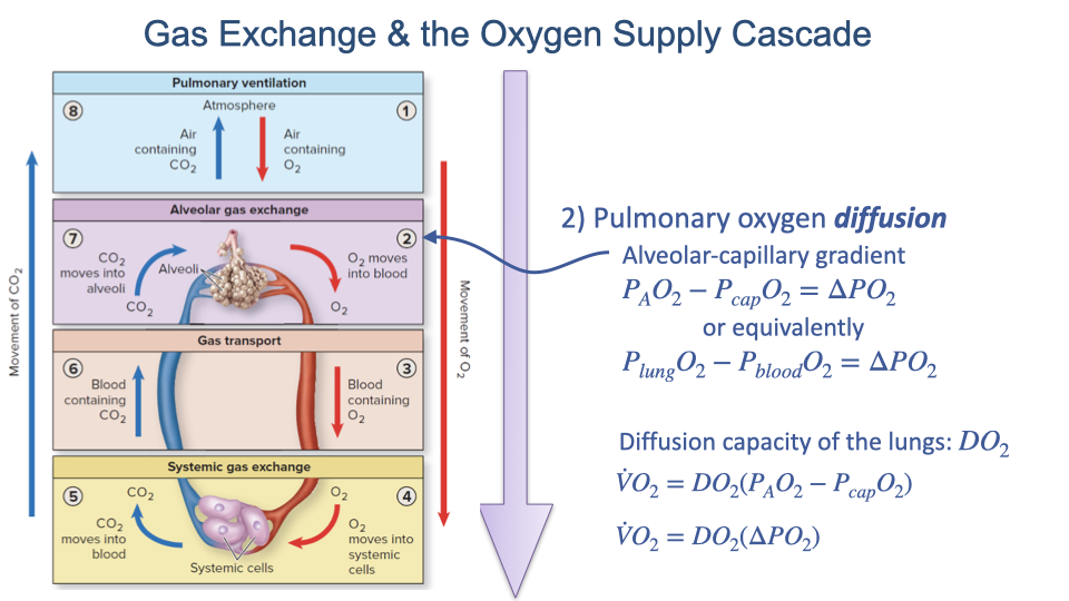 Slide titled "Gas Exchange & the Oxygen Supply Cascade" showing Step 2 (Pulmonary oxygen diffusion) with equations. The slide presents: alveolar-capillary gradient P_AO2 minus P_aO2 equals delta-P_O2, or equivalently P_mO2 minus P_aO2 equals delta-P_O2. The diffusion capacity of the lungs (D_LO2) is defined, and the equation V-dot-O2 equals D_LO2 times delta-P_O2 is shown, where D_LO2 equals (A times D) divided by T.