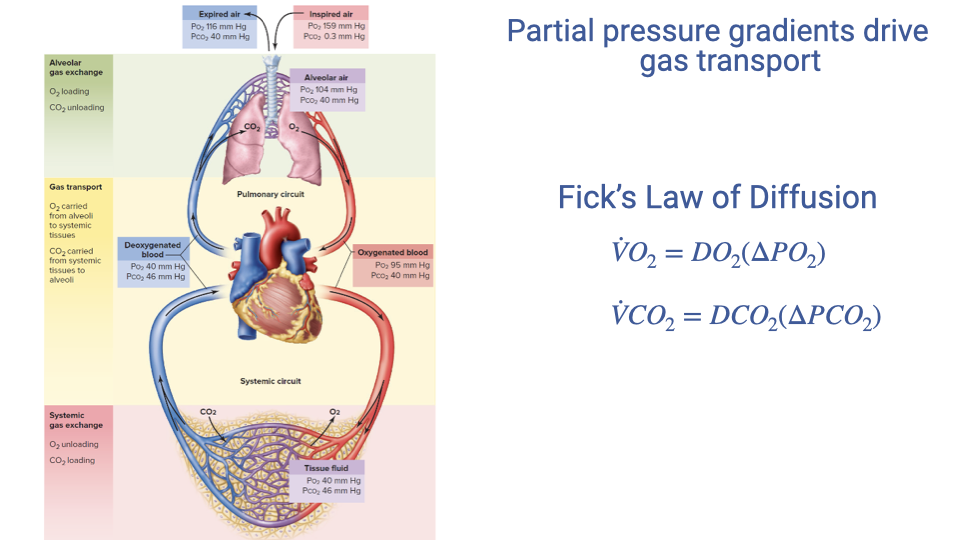Slide titled "Partial pressure gradients drive gas transport" showing an anatomical diagram of the cardiopulmonary circulation with the equations for Fick's law of diffusion: V-dot-O2 equals D_O2 times delta-P_O2, and V-dot-CO2 equals D_CO2 times delta-P_CO2. The diagram illustrates O2 diffusing from alveoli into pulmonary capillary blood and CO2 diffusing in the opposite direction.