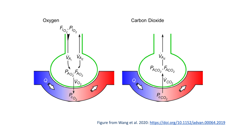 Schematic diagram showing gas exchange in the lung for both oxygen (left panel) and carbon dioxide (right panel). The left panel shows: inspired air (F_IO2, P_IO2) entering the alveolus, alveolar ventilation (V-dot-A), alveolar gas (P_AO2, F_AO2), O2 diffusing across the membrane (V-dot-O2), and blood perfusion (Q-dot) carrying P_cO2. The right panel shows the analogous process for CO2: alveolar gas (P_ACO2, F_ACO2), CO2 diffusing from blood into the alveolus (V-dot-CO2), and blood perfusion (Q-dot) carrying P_cCO2. Figure from Wang et al. 2020.