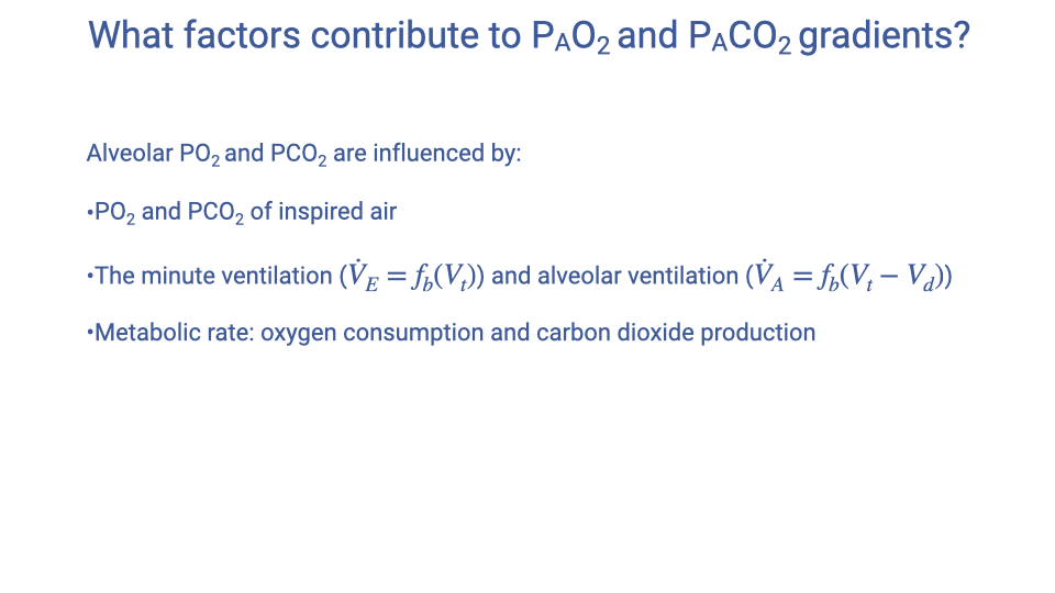 Text slide titled "What factors contribute to P_AO2 and P_ACO2 gradients?" listing three factors that influence alveolar PO2 and PCO2: (1) PO2 and PCO2 of inspired air, (2) the minute ventilation (V-dot-E equals f_b times V_T) and alveolar ventilation (V-dot-A equals f_b times (V_T minus V_d)), and (3) metabolic rate: oxygen consumption and carbon dioxide production.