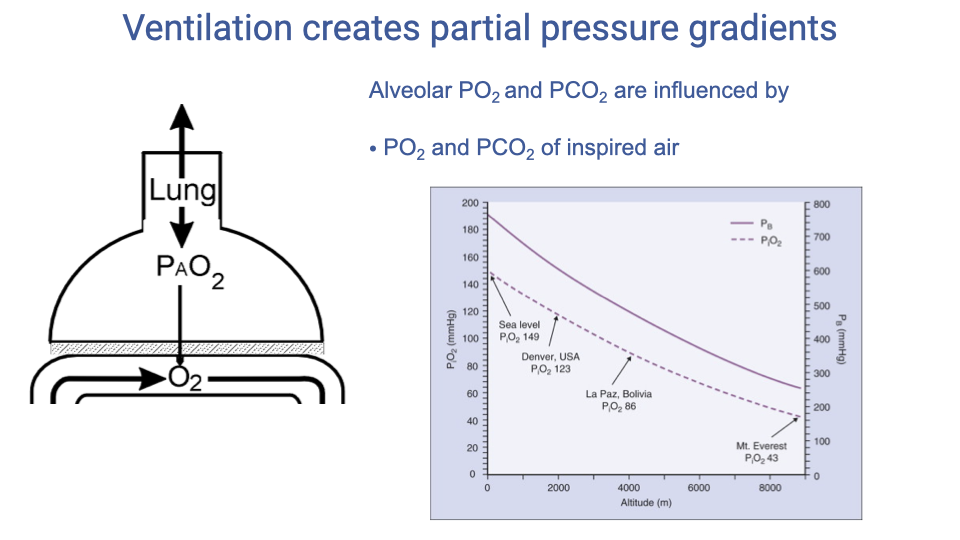 Slide titled "Ventilation creates partial pressure gradients" with a schematic of the lung showing inspired air entering and alveolar PO2 decreasing from atmosphere to alveolus, with O2 being taken up by blood below. A graph on the right plots alveolar gas partial pressure (mmHg) against inspired PO2, showing that as inspired PO2 increases, alveolar PO2 also increases. Text states that alveolar PO2 and PCO2 are influenced by PO2 and PCO2 of inspired air.