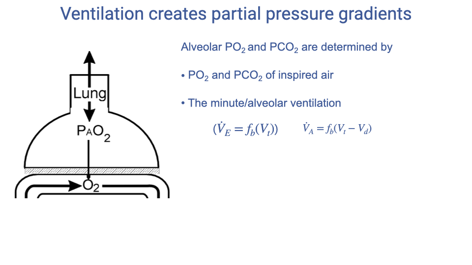 Slide titled "Ventilation creates partial pressure gradients" with a lung schematic showing P_AO2 inside the alveolus and O2 being taken up by the blood below. Text states that alveolar PO2 and PCO2 are determined by PO2 and PCO2 of inspired air, and the minute/alveolar ventilation, with the equations V-dot-E equals f_b times V_T and V-dot-A equals f_b times (V_T minus V_d).