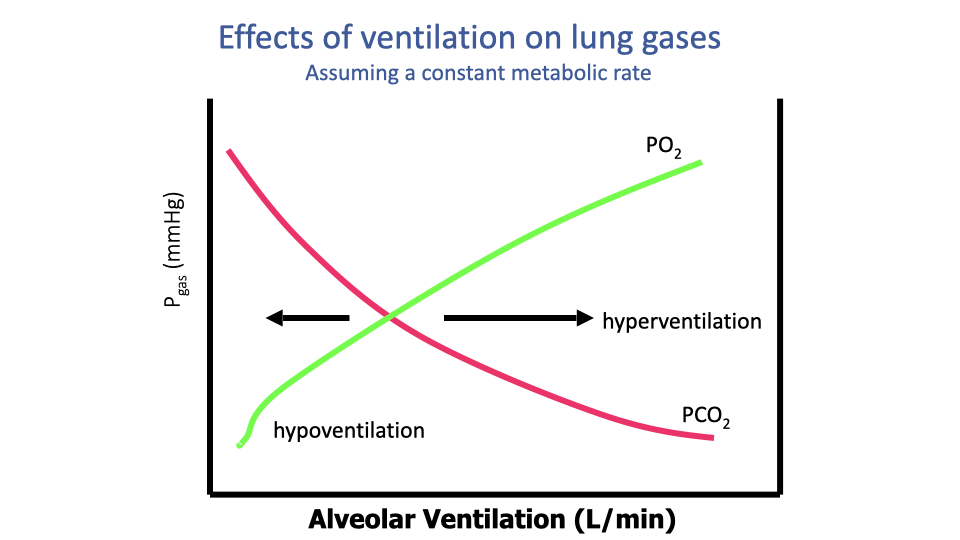 Graph titled "Effects of ventilation on lung gases -- assuming a constant metabolic rate." The x-axis is alveolar ventilation (L/min), and the y-axis is partial pressure of gas (mmHg). A green curve for PO2 rises steeply at low ventilation rates then plateaus at higher rates. A magenta curve for PCO2 falls steeply at first then levels off. Arrows indicate hypoventilation on the left (low ventilation, high PCO2, low PO2) and hyperventilation on the right (high ventilation, low PCO2, high PO2).