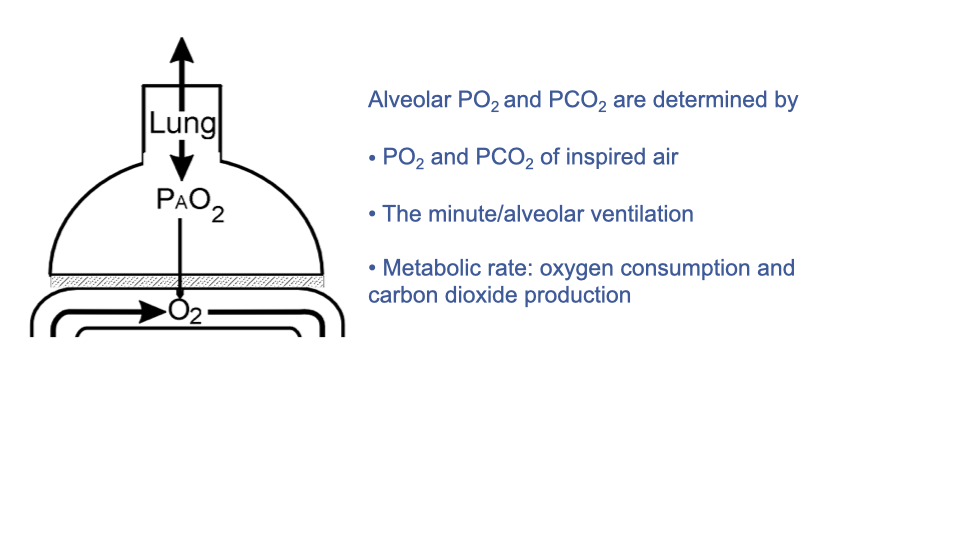 Slide titled "Ventilation creates partial pressure gradients" with a lung schematic showing P_AO2 inside the alveolus and O2 being taken up below. Text states that alveolar PO2 and PCO2 are determined by: PO2 and PCO2 of inspired air, the minute/alveolar ventilation, and metabolic rate (oxygen consumption and carbon dioxide production).