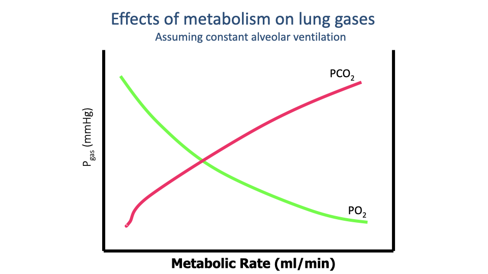 Graph titled "Effects of metabolism on lung gases -- assuming constant alveolar ventilation." The x-axis is metabolic rate (ml/min) and the y-axis is partial pressure of gas (mmHg). A green curve for PO2 starts high at low metabolic rates and decreases as metabolic rate increases. A magenta curve for PCO2 starts low and increases with metabolic rate. The two curves cross at an intermediate metabolic rate.