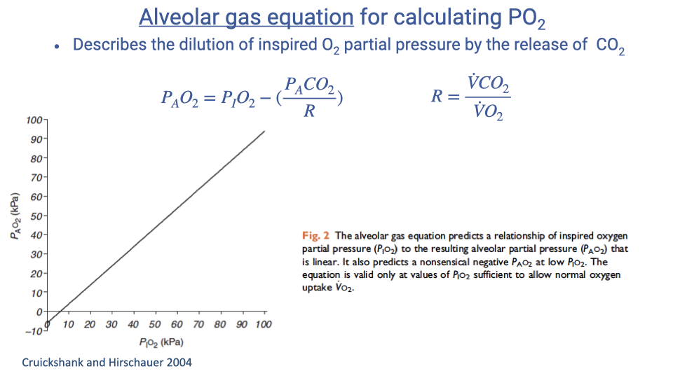 Slide titled "Alveolar gas equation for calculating PO2." The equation P_AO2 equals P_IO2 minus (P_ACO2 divided by R), where R equals V-dot-CO2 divided by V-dot-O2, is shown. A bullet point states this describes the dilution of inspired O2 partial pressure by the release of CO2. A graph from Cruickshank and Hirschauer 2004 plots P_IO2 (x-axis) against P_AO2 (y-axis), showing a nearly linear relationship where alveolar PO2 increases proportionally with inspired PO2 but is always lower due to CO2 dilution. The dashed line indicates the line of identity.