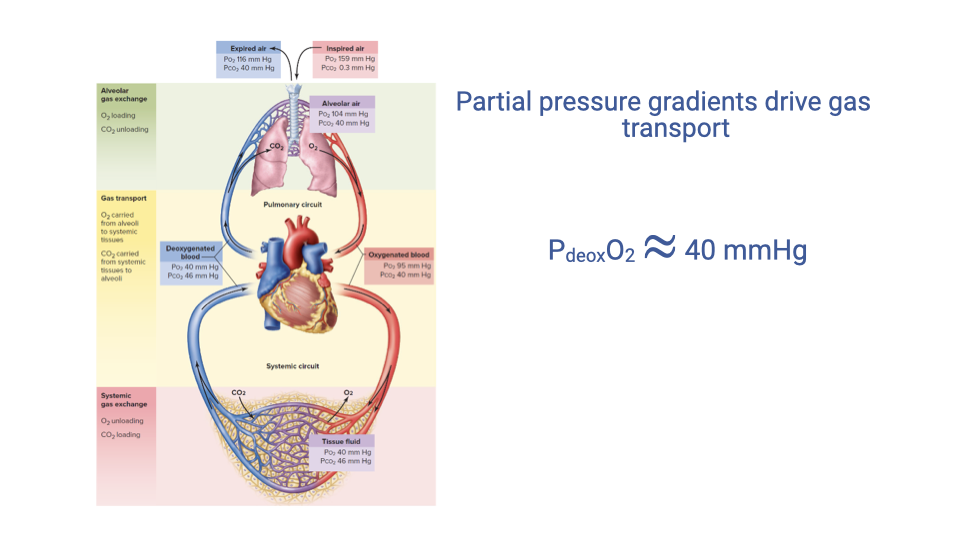 Slide showing the oxygen supply cascade diagram with Step 2 (pulmonary oxygen diffusion) highlighted. Text on the right states: "Partial pressure gradients drive gas transport" and provides the value P_alveolar-O2 approximately 40 mmHg, indicating the typical partial pressure gradient driving O2 from the alveolus into the pulmonary capillary blood.