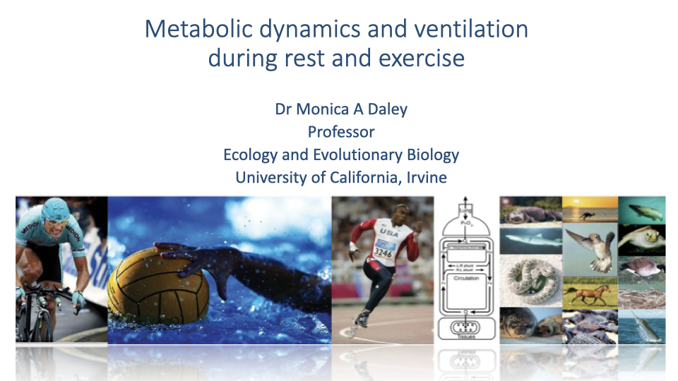 Title slide for "Metabolic dynamics and ventilation during rest and exercise" by Dr. Monica A. Daley, Professor, Ecology and Evolutionary Biology, University of California, Irvine. Background collage shows diverse animals and humans exercising: a sea turtle, swimmer, cyclist, parrot, fish, horse, and runners.