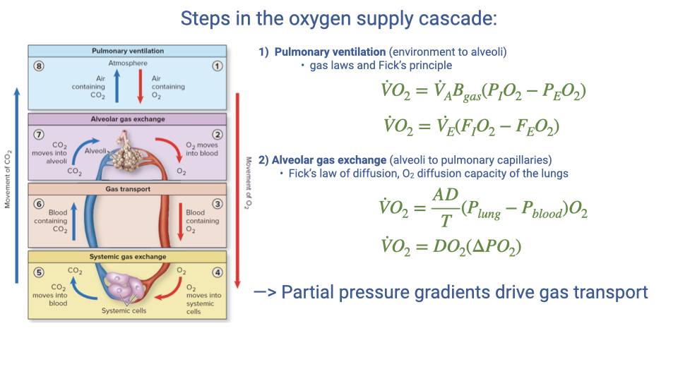 Diagram showing the steps in the oxygen supply cascade. Step 1: Pulmonary ventilation from environment to alveoli, governed by gas laws and the Fick principle, with the equation for VO2 based on alveolar variables. Step 2: Alveolar gas exchange between the lungs and capillary blood, governed by Fick's law of diffusion and diffusion capacity, with equation VO2 = DL(PA,O2 - Pa,O2). Arrows indicate that partial pressure gradients drive gas transport.