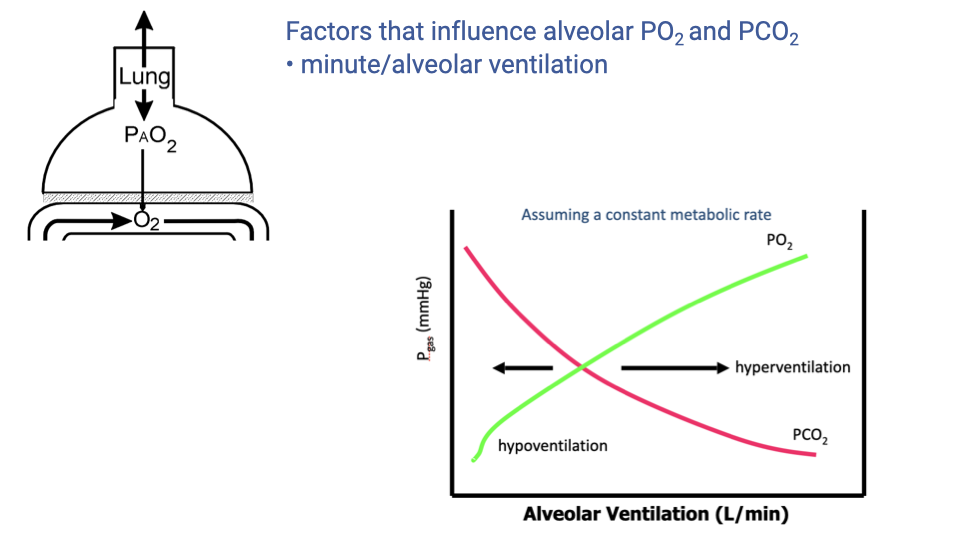 Slide showing factors that influence alveolar PO2 and PCO2, focusing on minute/alveolar ventilation. Left: a bell jar lung model diagram with PAO2 labeled. Right: a graph plotting partial pressure (mmHg) on the y-axis versus alveolar ventilation (L/min) on the x-axis, assuming constant metabolic rate. The PO2 curve (green) rises with increasing ventilation, while the PCO2 curve (magenta) decreases. Arrows indicate hypoventilation on the left and hyperventilation on the right.