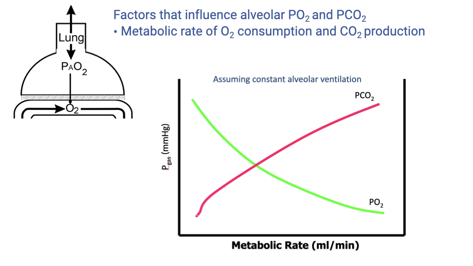 Slide showing factors that influence alveolar PO2 and PCO2, focusing on metabolic rate of O2 consumption and CO2 production. Left: a bell jar lung model diagram. Right: a graph plotting partial pressure (mmHg) on the y-axis versus metabolic rate (mL/min) on the x-axis, assuming constant alveolar ventilation. The PCO2 curve (magenta) rises with increasing metabolic rate, while the PO2 curve (green) decreases.
