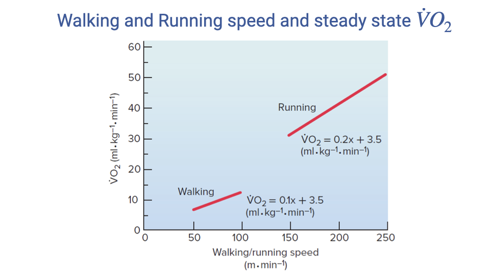 Graph titled "Walking and Running speed and steady state VO2." The x-axis shows walking/running speed in m/min (0 to 250), and the y-axis shows VO2 in mL/kg/min (0 to 60). Two red regression lines are plotted: a lower line for walking (VO2 = 0.1x + 3.5 mL/kg/min) and a steeper upper line for running (VO2 = 0.2x + 3.5 mL/kg/min). Running is more metabolically expensive than walking at any given speed, and has a steeper slope.