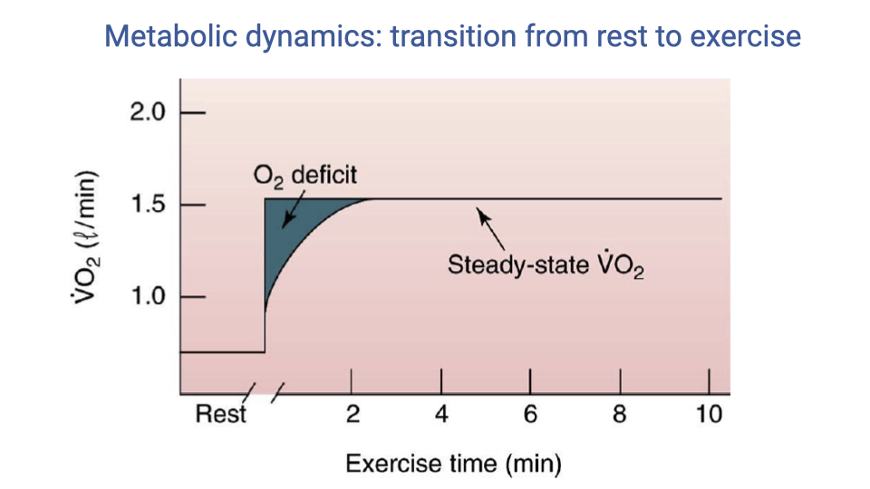 Graph titled "Metabolic dynamics: transition from rest to exercise." The x-axis shows exercise time in minutes (Rest to 10 min), and the y-axis shows VO2 in L/min (approximately 0.8 to 2.0). A pink shaded region shows the steady-state VO2 level. A dark blue shaded triangular region between the immediate exercise demand (a square-wave step up) and the slowly rising VO2 curve is labeled "O2 deficit." The VO2 curve rises from resting baseline and gradually reaches a plateau (steady-state VO2) after about 4 minutes.