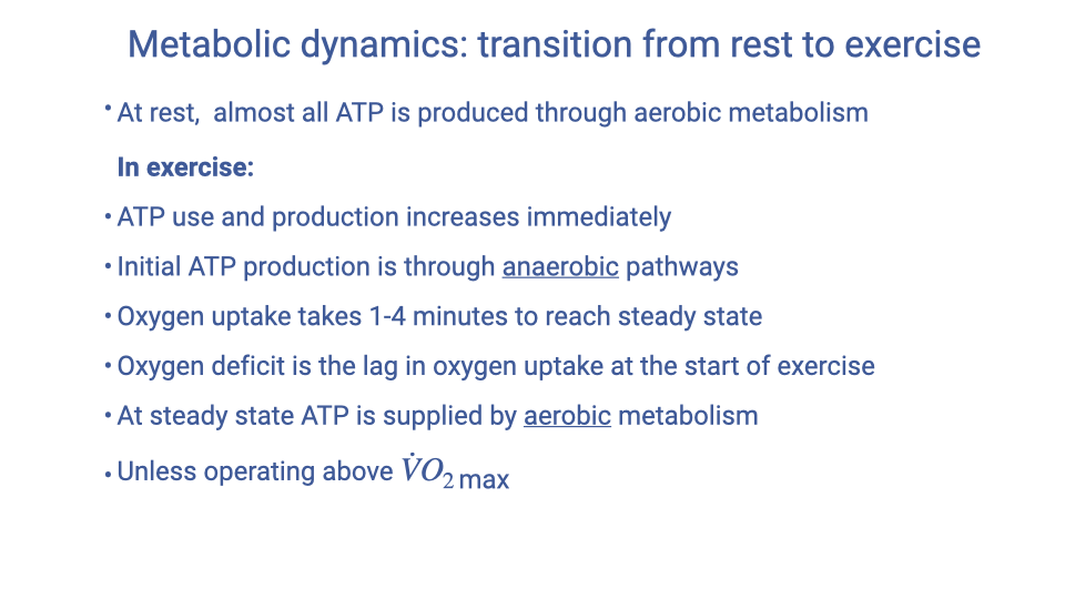 Text slide titled "Metabolic dynamics: transition from rest to exercise" listing key bullet points. At rest, almost all ATP is produced through aerobic metabolism. In exercise, ATP use and production increase immediately; initial ATP production is through anaerobic pathways. Oxygen uptake takes 1-4 minutes to reach steady state. The oxygen deficit is the lag in oxygen uptake at the start of exercise. At steady state for sub-maximal exercise, almost all ATP is supplied by aerobic metabolism, unless operating above VO2max.