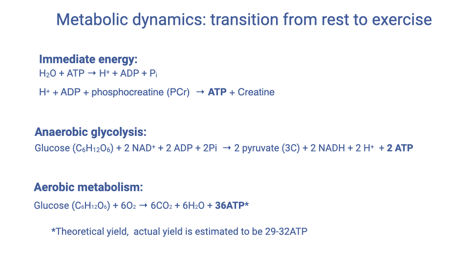 Slide titled "Metabolic dynamics: transition from rest to exercise" showing three ATP production pathways. Immediate energy: H2O + ATP produces H+ + ADP + Pi, and H+ + ADP + phosphocreatine (PCr) produces ATP + Creatine. Anaerobic glycolysis: Glucose (C6H12O6) + 2 NAD+ + 2 ADP + 2Pi produces 2 pyruvate (3C) + 2 NADH + 2 H+ + 2 ATP. Aerobic metabolism: Glucose (C6H12O6) + 6O2 produces 6CO2 + 6H2O + 36 ATP (theoretical yield; actual yield is estimated to be 29-32 ATP).