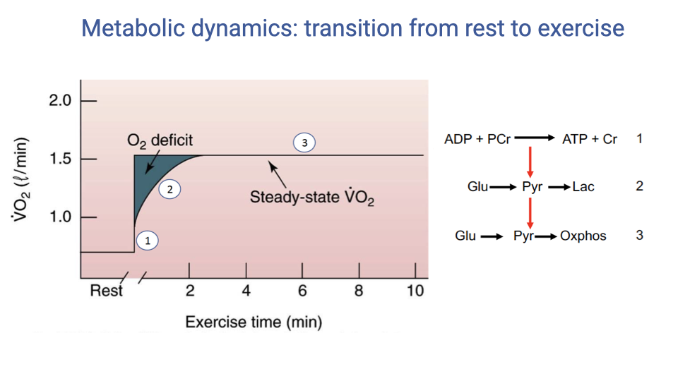 Graph titled "Metabolic dynamics: transition from rest to exercise" showing VO2 (L/min) versus exercise time (minutes). The same O2 deficit graph as slide 13, but with three numbered labels corresponding to ATP production pathways shown on the right. Label 1 (at the immediate jump) corresponds to ADP + PCr yielding ATP + Cr. Label 2 (during the rising curve) corresponds to Glucose yielding Pyruvate yielding Lactate. Label 3 (at steady state) corresponds to Glucose yielding Pyruvate yielding Oxidative Phosphorylation.