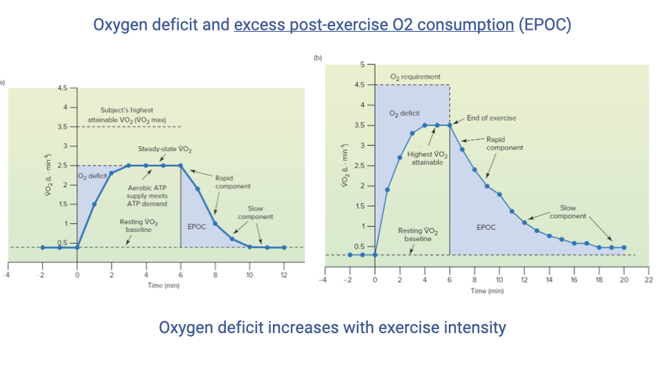 Slide titled "Oxygen deficit and excess post-exercise O2 consumption (EPOC)" showing two graphs side by side. Left graph: VO2 over time showing rest, exercise onset, exercise period with O2 deficit (shaded area above VO2 curve and below demand line), exercise cessation, and recovery with EPOC (shaded area below the VO2 curve as it returns to baseline). A rapid component and slow component of EPOC are labeled. Right graph: A similar plot showing how the oxygen deficit increases with exercise intensity when demand exceeds VO2max, with a larger EPOC area.
