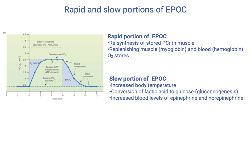 Text slide titled "Rapid and slow portions of EPOC." The rapid portion of EPOC includes: resynthesis of stored PCr in muscle, replenishing oxygen in muscle myoglobin, and replenishing blood hemoglobin O2 stores. The slow portion of EPOC includes: increased body temperature (thermoregulatory cost), conversion of lactic acid to glucose (gluconeogenesis), and increased blood levels of epinephrine and norepinephrine. A small graph of EPOC is shown with both components labeled.