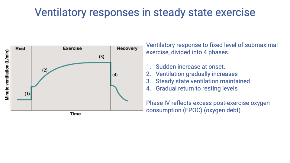Text slide titled "Ventilatory responses in steady state exercise." Describes the ventilatory response to fixed level of submaximal exercise, divided into 4 phases: Phase I — sudden increase at onset; Phase II — ventilation gradually increases; Phase III — steady state ventilation maintained; Phase IV — gradual return to resting levels. A small graph shows minute ventilation over time through rest, exercise onset, exercise, and recovery. A note indicates that Phase IV reflects excess post-exercise oxygen consumption (EPOC), related to the oxygen deficit.