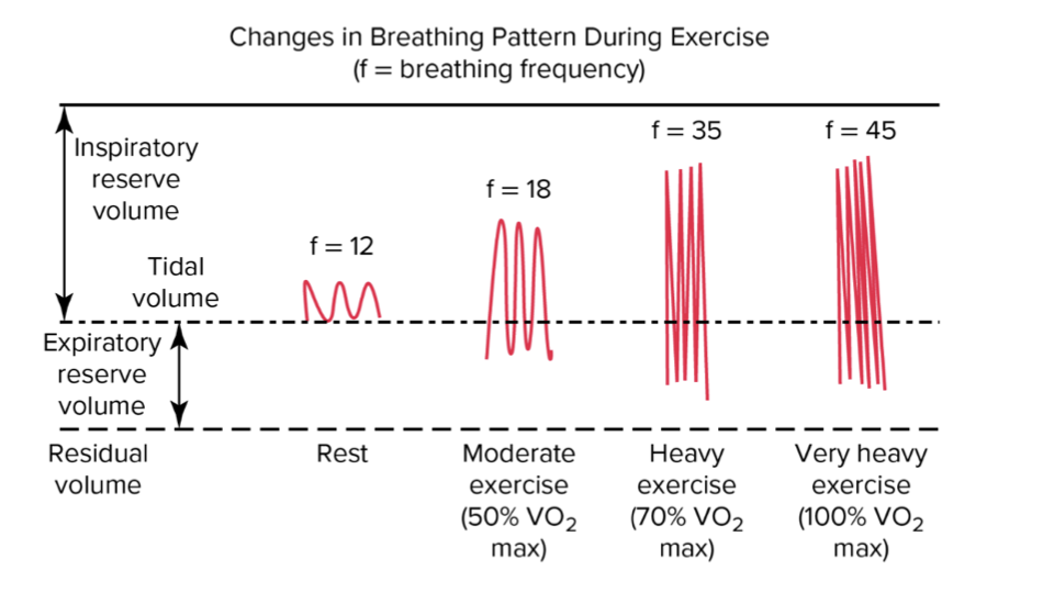 Slide titled "Changes in Breathing Pattern During Exercise" showing a spirometry trace schematic. The trace illustrates tidal volume at rest (f = 12 breaths/min), then moderate exercise (f = 18), then heavy exercise (f = 35), and very heavy exercise (f = 45). At rest, breathing uses a narrow range around functional residual capacity. During moderate exercise, inspiratory reserve volume is increasingly used (larger inhalations) and some expiratory reserve volume is also recruited. During heavy and very heavy exercise, tidal volume plateaus near its maximum while breathing frequency increases substantially. Labels indicate inspiratory volume, tidal volume, expiratory reserve volume, and residual volume.