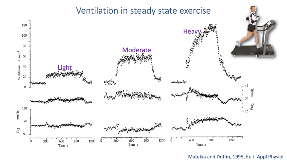 Slide titled "Ventilation in steady state exercise" showing actual measured breathing data from a journal article (Mateika and Duffin, 1995, Eur J Appl Physiol). Three columns of data traces are shown for light, moderate, and heavy exercise. The top row shows ventilation rate (each dot represents one breath), the middle row shows PCO2, and the bottom row shows PO2. In light and moderate exercise, ventilation and partial pressures approach a steady state. In heavy exercise, ventilation continues to rise progressively without reaching a plateau, and PCO2 decreases over time, suggesting ventilation exceeds metabolic demand. An illustration of a person exercising on equipment is shown.
