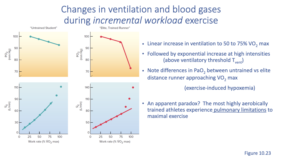Slide titled "Changes in ventilation and blood gases during incremental workload exercise." Left: A dual-axis graph showing ventilation (L/min) and PaO2 (mmHg) versus work rate, comparing an untrained student and an elite trained runner. Ventilation increases linearly up to 50-70% VO2max (the ventilatory threshold), then increases exponentially. The exponential increase is more pronounced in the elite athlete. Right: The PaO2 (arterial oxygen) in the elite athlete drops notably at high work rates, indicating exercise-induced hypoxemia, while the untrained student maintains relatively stable PaO2. Bullet points note the linear increase to the ventilatory threshold, the exponential increase beyond it, notable PaO2 differences between untrained and elite athletes approaching VO2max, and the concept of exercise-induced hypoxemia.