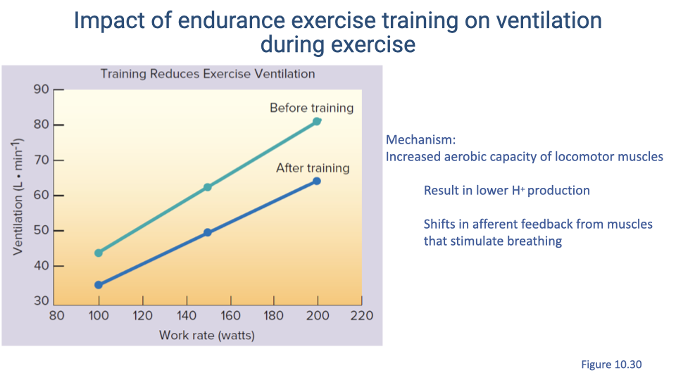 Slide titled "Impact of endurance exercise training on ventilation during exercise." A graph shows work rate (watts) versus ventilation (L/min BTPS), with two curves: "Before training" (higher) and "After training" (lower). After endurance training, baseline ventilation at each work rate is reduced. Bullet points list the mechanism: increased aerobic capacity of locomotor muscles results in lower H+ production; this shifts afferent feedback from muscles that stimulate breathing, reducing the ventilatory response at each work rate.