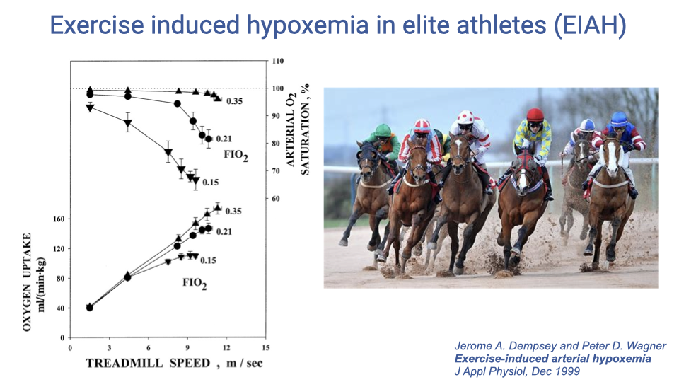 Slide titled "Exercise induced hypoxemia in elite athletes (EIAH)." Left: Graphs showing the same experiment performed on thoroughbred racehorses. Oxygen uptake and arterial saturation are plotted against treadmill speed under normoxia and supplemental oxygen conditions. Horses also show exercise-induced hypoxemia at high treadmill speeds under normoxia, which is mostly corrected by supplemental oxygen. Right: A photograph of thoroughbred racehorses racing.