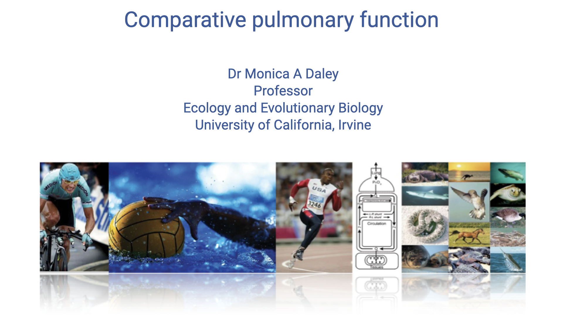 Title slide for "Comparative pulmonary function" by Dr. Monica A. Daley, Professor, Ecology and Evolutionary Biology, University of California, Irvine. Background collage shows diverse animals and humans exercising.