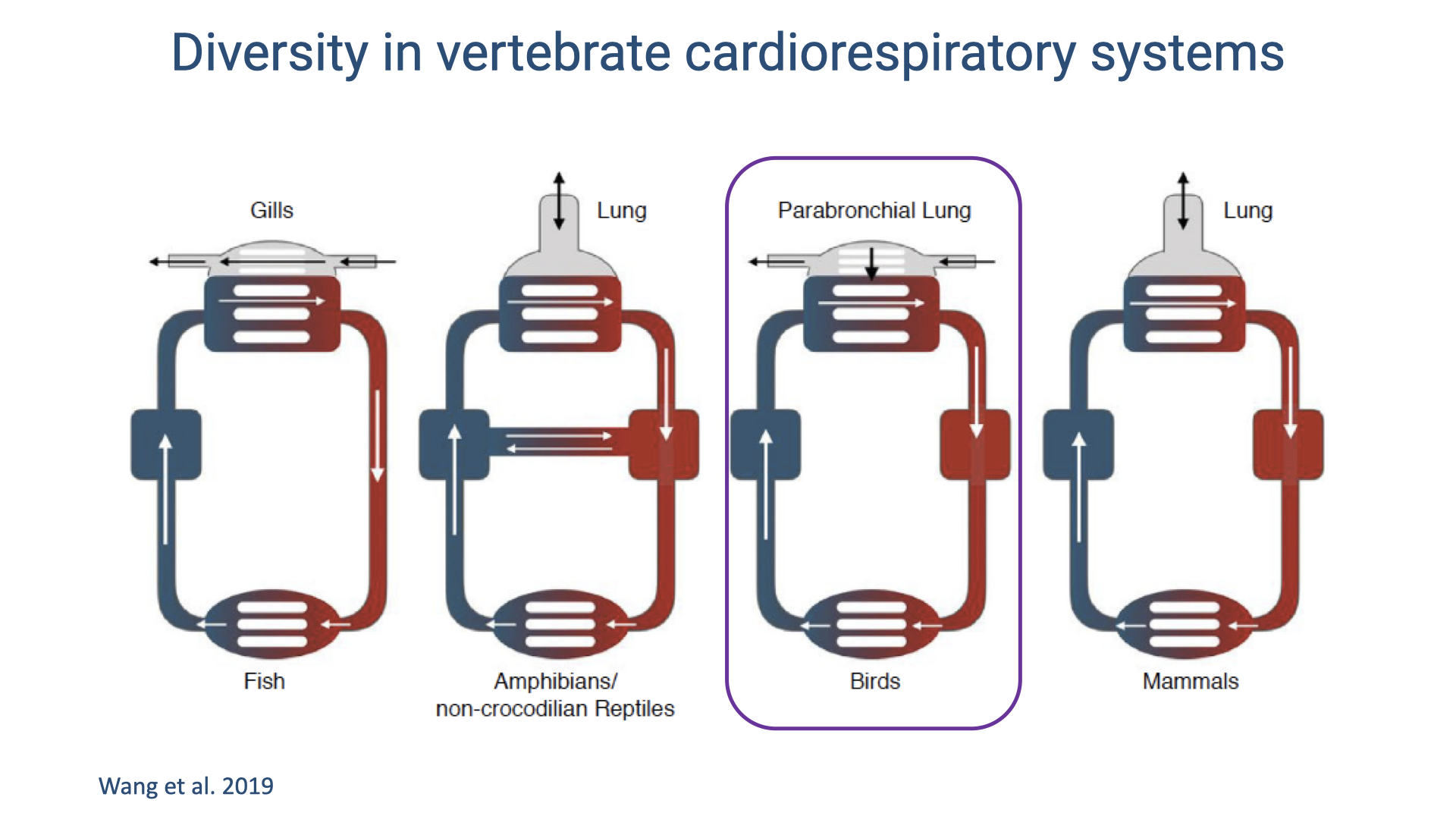Diagram titled "Diversity in vertebrate cardiorespiratory systems" showing four schematic circulatory plans. From left: fish (gills, single circuit), amphibians/non-crocodilian reptiles (lung, partially divided heart with mixing), birds (parabronchial lung, fully divided heart, highlighted in blue for emphasis), and mammals (lung, fully divided heart). Red indicates oxygenated blood and blue indicates deoxygenated blood. Citation: Wang et al. 2019.